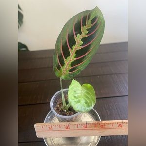 COPY - Red Maranta Leuconeura Prayer Plant